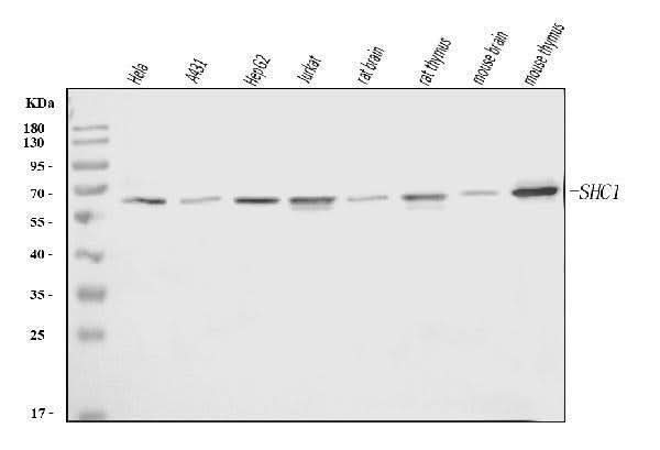 Anti-SHC Antibody Picoband® (monoclonal, 6D6E1 Boster Bio