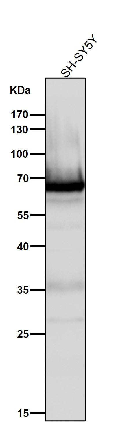 Anti-COX1 PTGS1 Rabbit Monoclonal Antibody Boster Bio