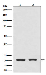 Anti-DHFR Monoclonal Antibody Boster Bio