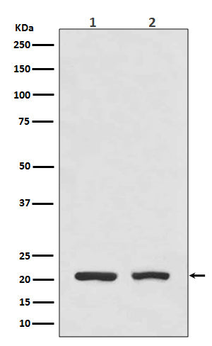 Anti-DHFR Monoclonal Antibody Boster Bio