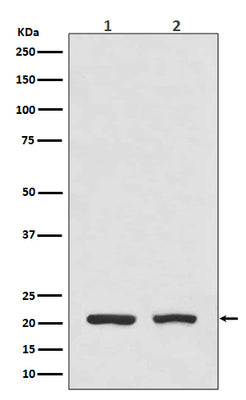 Anti-DHFR Monoclonal Antibody Boster Bio