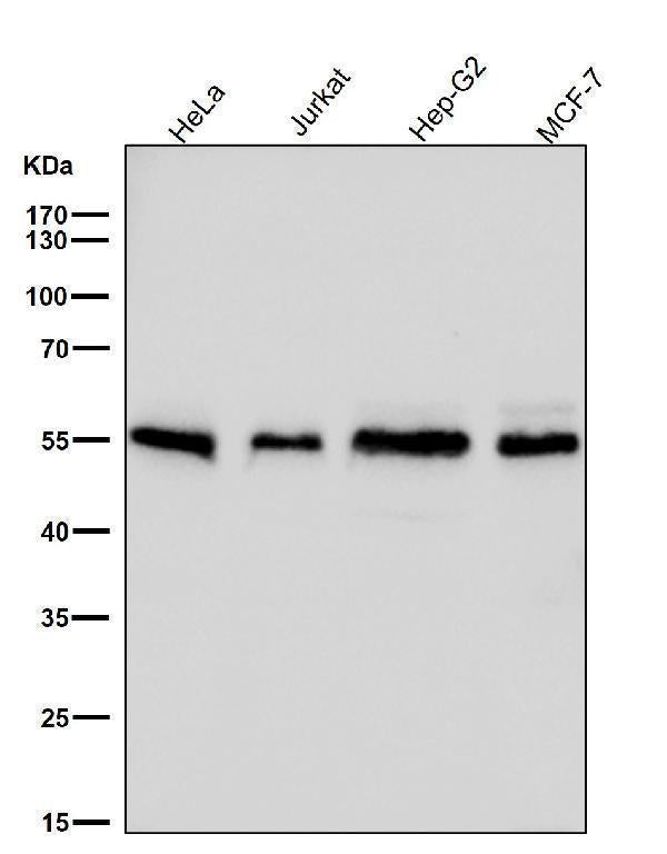 Anti-Apg12(Atg12) Rabbit Monoclonal Antibody Boster Bio