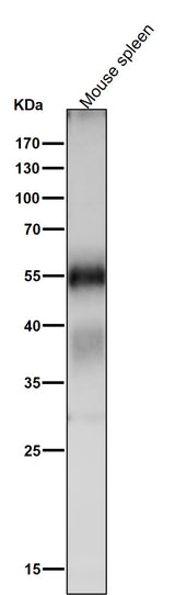 Anti-Apg12 (Atg12) Rabbit Monoclonal Antibody Boster Bio