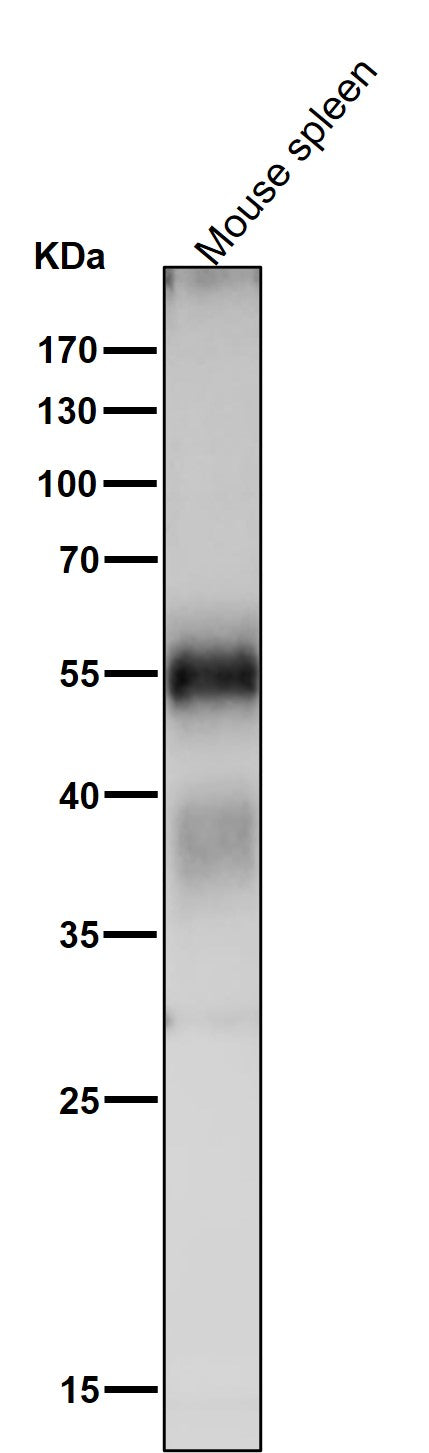 Anti-Apg12 (Atg12) Rabbit Monoclonal Antibody Boster Bio