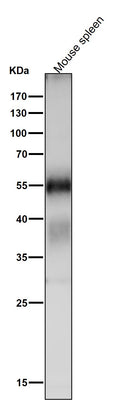 Anti-Apg12 (Atg12) Rabbit Monoclonal Antibody Boster Bio