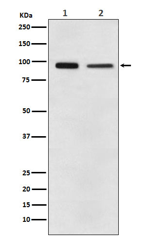 Anti-EEF2 Monoclonal Antibody Boster Bio