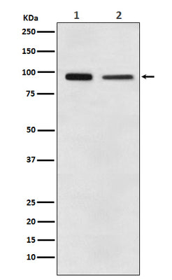 Anti-EEF2 Monoclonal Antibody Boster Bio