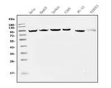 Anti-EEF2 Picoband® Antibody (monoclonal, 5F5 Boster Bio