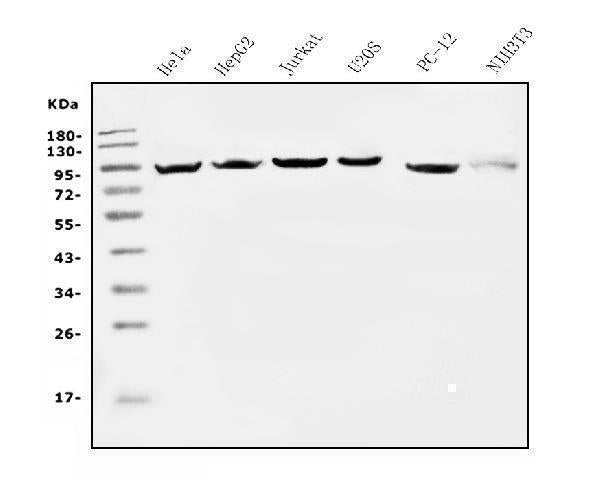 Anti-EEF2 Picoband® Antibody (monoclonal, 5F5 Boster Bio