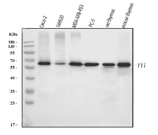 Anti-YY1 Antibody Picoband® (monoclonal, 6H3E1 Boster Bio