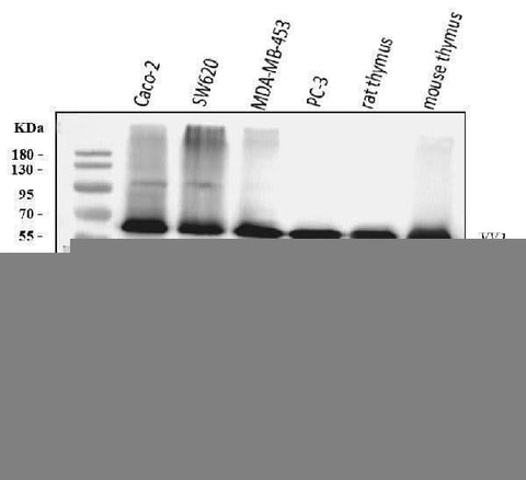 Anti-YY1 Antibody Picoband® (monoclonal, 3F3E7 Boster Bio