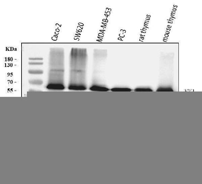 Anti-YY1 Antibody Picoband® (monoclonal, 3F3E7 Boster Bio