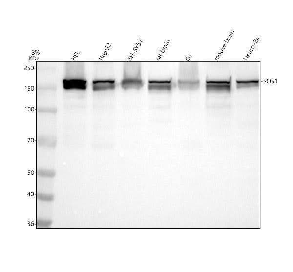Anti-SOS1 Rabbit Monoclonal Antibody Boster Bio