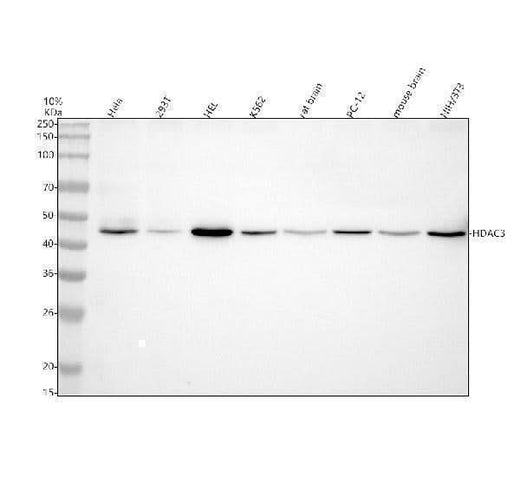 Anti-HDAC3 Rabbit Monoclonal Antibody Boster Bio