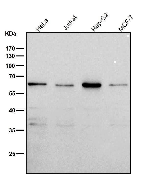 Anti-PAX7 Rabbit Monoclonal Antibody Boster Bio