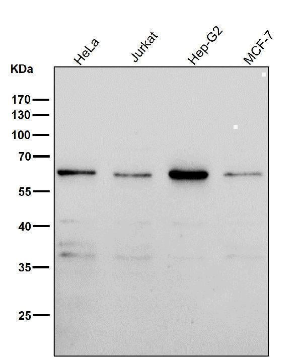 Anti-PAX7 Rabbit Monoclonal Antibody Boster Bio