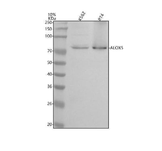 Anti-5 Lipoxygenase ALOX5 Monoclonal Antibody Boster Bio