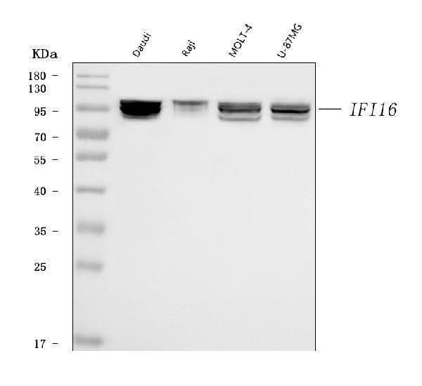 Anti-IFI16 Antibody Picoband® (monoclonal, 2I3D7 Boster Bio