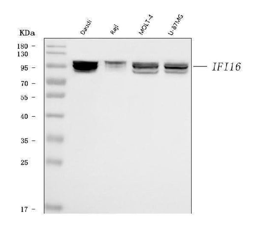 Anti-IFI16 Antibody Picoband® (monoclonal, 2I3D7 Boster Bio