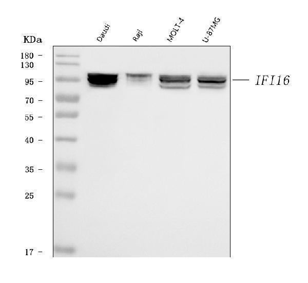 Anti-IFI16 Antibody Picoband® (monoclonal, 2I3D7 Boster Bio