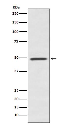 Anti-BMP7 Rabbit Monoclonal Antibody Boster Bio