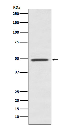 Anti-BMP7 Rabbit Monoclonal Antibody Boster Bio