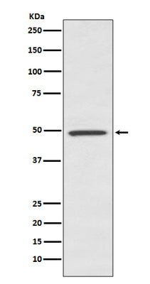Anti-BMP7 Rabbit Monoclonal Antibody Boster Bio