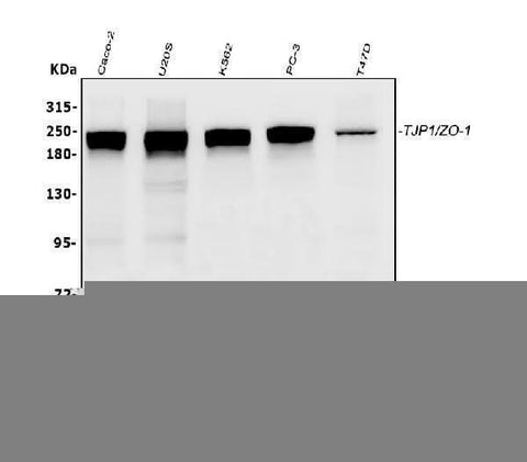 Anti-TJP1 Antibody Picoband® (monoclonal, 3E12 Boster Bio