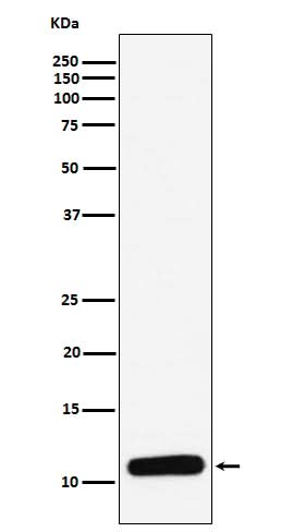 Anti-PF4 Monoclonal Antibody Boster Bio