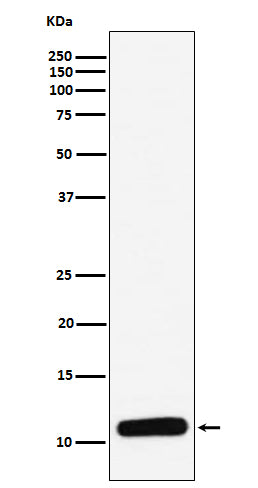 Anti-PF4 Monoclonal Antibody Boster Bio