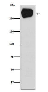 Anti-MRP1 ABCC1 Rabbit Monoclonal Antibody Boster Bio