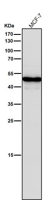 Anti-STF1 Rabbit Monoclonal Antibody Boster Bio