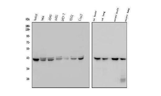 Anti-GNAQ Antibody Picoband® (monoclonal, 13H4 Boster Bio