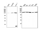 Anti-RENT1/hUPF1 Antibody Picoband® (monoclonal, 11E7 Boster Bio