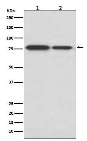 Anti-DRD1/Dopamine Receptor D1 Rabbit Monoclonal Antibody Boster Bio