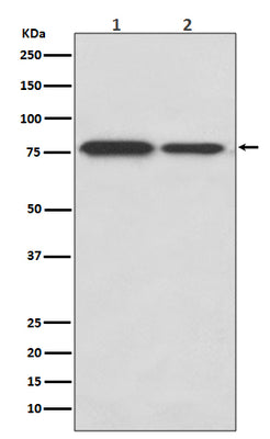 Anti-DRD1/Dopamine Receptor D1 Rabbit Monoclonal Antibody Boster Bio