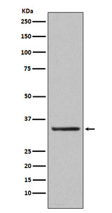 Anti-Orai1 Rabbit Monoclonal Antibody Boster Bio