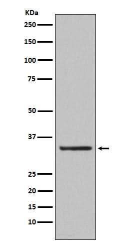 Anti-Orai1 Rabbit Monoclonal Antibody Boster Bio