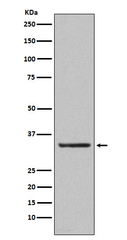 Anti-Orai1 Rabbit Monoclonal Antibody Boster Bio