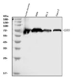 Anti-CD55 Antibody Picoband® (monoclonal, 9F3A1 Boster Bio