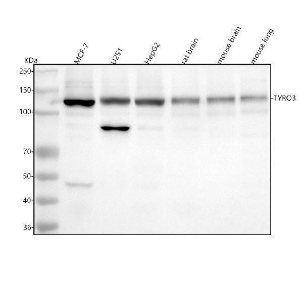 Anti-TYRO3 Rabbit Monoclonal Antibody Boster Bio