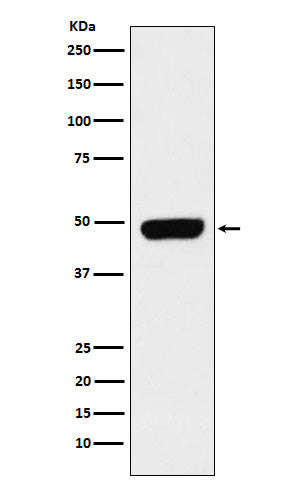 Anti-Pannexin 1 Rabbit Monoclonal Antibody Boster Bio