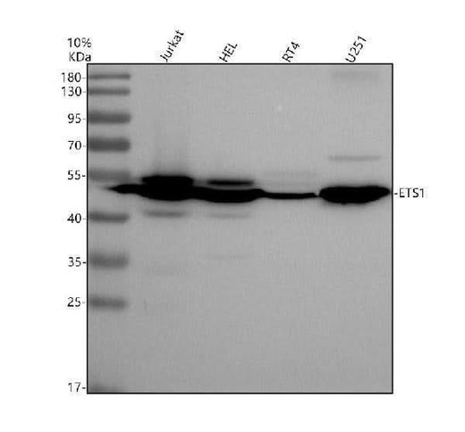 Anti-ETS1 Monoclonal Antibody Boster Bio