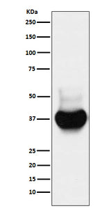 Anti-BST2 Monoclonal Antibody Boster Bio