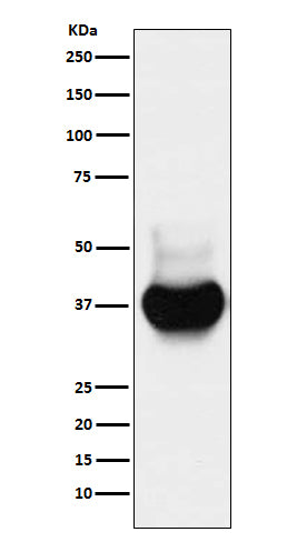 Anti-BST2 Monoclonal Antibody Boster Bio