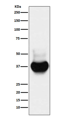 Anti-BST2 Monoclonal Antibody Boster Bio