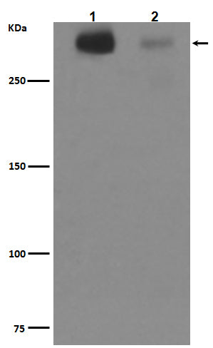 Anti-Tenascin C TNC Rabbit Monoclonal Antibody Boster Bio