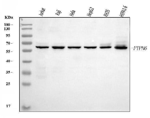 Anti-SHP1/PTPN6 Antibody Picoband® (monoclonal, 8H11B10 Boster Bio