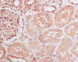 Anti-Id1 Rabbit Monoclonal Antibody Boster Bio