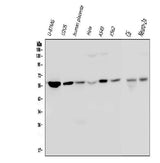 Anti-Optineurin/OPTN Antibody Picoband® (monoclonal, 3D8 Boster Bio